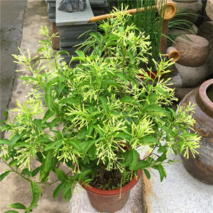 夜来香花苗 驱蚊草 阳台绿植盆栽浓香植物花卉 四季常绿状态好