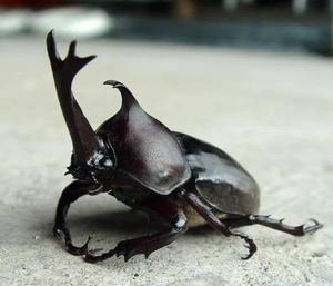 独角仙大型甲虫 活体 成体 爬行宠物 个性宠物