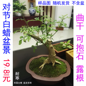 白蜡盆景 树桩品牌店铺
