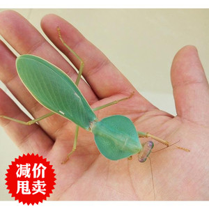 圆盾螳螂宽菱背螳螂活体宠物昆虫活体(现货)三龄