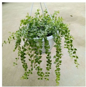 百万心吊兰植物 室内近期销量