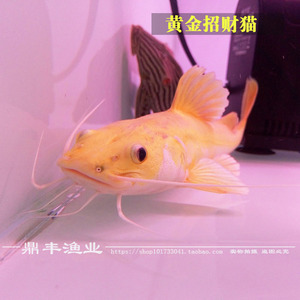 招财猫鱼活体白化狗仔鲸黄化招财猫红尾鲶鱼黄金招财猫观红尾鸭嘴