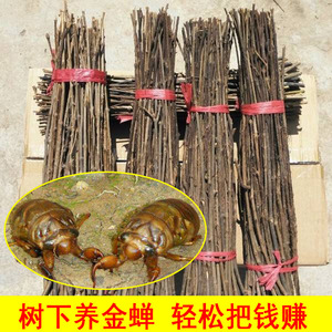 金蝉卵枝知了猴种子 金蝉种卵 养殖技术蝉卵枝金蝉养殖蝉卵枝种苗