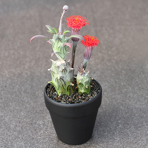 植物员外 普西利菊 开花漂亮菊科无刺仙人柱仙人球多肉植物盆栽