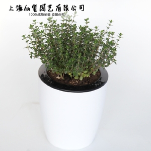 百里香盆栽 厨房料理 芳香植物 驱蚊 柠檬百里香 可食用 香草植物