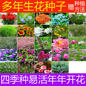 各种草花种子四季种易活开花不断户外多年生室外驱蚊盆栽庭院植物