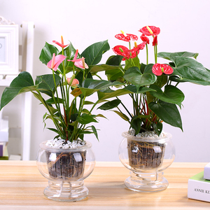 水培白掌 红 粉掌 植物 室内绿植花卉仿真桌面小盆栽观花水培植物