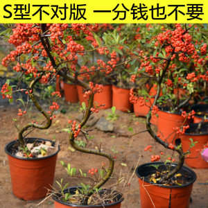 火棘盆景造型盆景树桩四季常青植物绿植盆栽室内阳台庭院带果发货