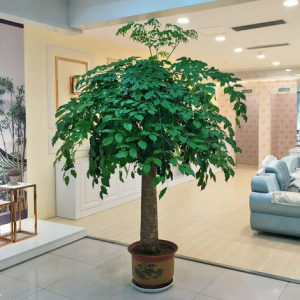 绿宝盆栽 植物 大型 室内的实时信息