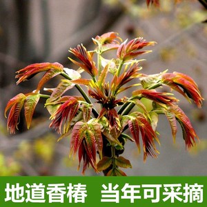 香椿树苗 四季的实时信息
