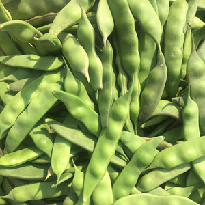 东北油豆角 5斤新鲜 特产的实时信息