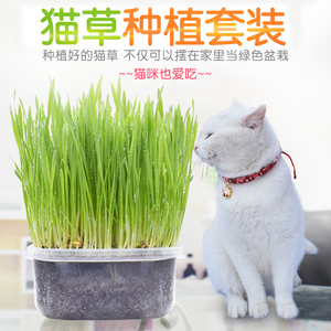 猫草猫草种子包邮猫薄荷水晶猫草 去毛球猫草猫零食高发芽率包邮