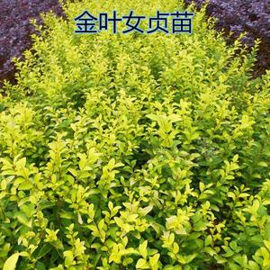 金叶女贞苗篱笆树苗庭院绿化工程苗木彩色树苗金叶女贞球