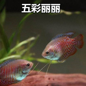 热带鱼观赏鱼五彩丽丽鱼蓝丽丽鱼精品草缸鱼活体丽丽鱼包邮包活