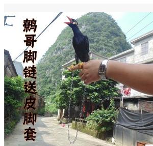 八哥鸟的脚套的实时信息
