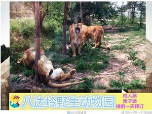 八达岭野生动物园近期销量