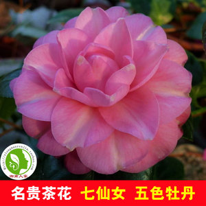 高档名贵七仙女茶花苗 带苞五色牡丹茶花 五色芙蓉小苗 花开多色