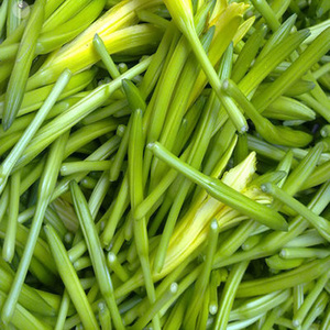 黄花菜菜籽珍品种子 黄花菜种子食用 蔬菜种子野菜种子金针菜春播