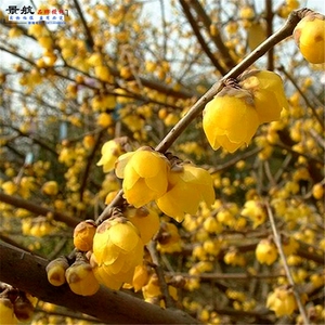 梅花树苗腊梅当年开花地栽盆栽庭院黄梅花苗腊梅盆景素心腊梅梅花