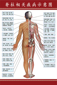 人体脊柱相关疾病海报 神经系统图 血管分布图 骨骼挂图 穴位图