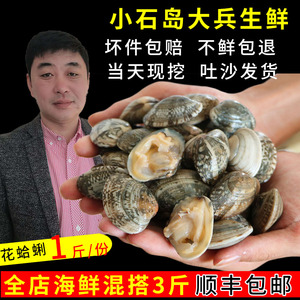 花蛤蜊花甲鲜活新鲜现挖无沙花蚬子大号贝壳类海鲜水产大蚬子海蚬