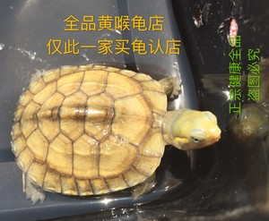 2018黄喉拟水龟北种 黄喉龟苗 纯种小青头苗子三黄 宠物乌龟活体