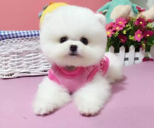 茶杯犬博美幼犬长不大泰迪活体的实时信息