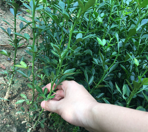 庭护院植物枳壳苗橘子柚子嫁接砧木枸橘苗铁篱笆小苗绿篱带刺树苗