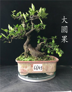 绿植包邮金弹子 ￥240 最近30天 22人到手  66人喜欢分享自:四川 泸州