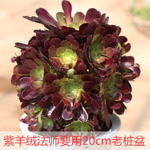 翠海花卉 大群欧版紫羊绒多肉植物老桩 一物一拍紫羊绒法师黑法师