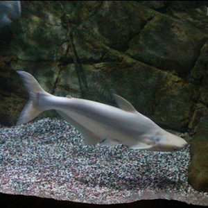 热带观赏鱼活体中大型淡水宠物鱼长身汗鲨白化鲨蓝鲨大白鲨鱼活体