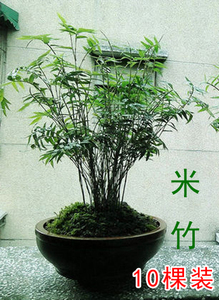 米竹盆景近期销量