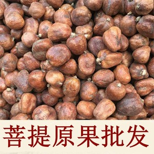 包邮金灯菩提释迦菩提佛心果菩提子空心菩提原籽菩提千眼菩提子果