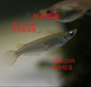 桂系蓝眼青鳉观背灯鱼除油膜原生冷水群游鱼活体包邮鱼