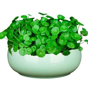 铜钱草种子根茎水草种子水培种子马蹄金盆栽四季水草【铜钱草苗】