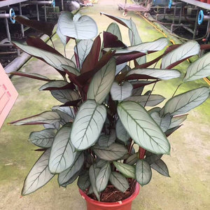 飞羽竹芋 植物 盆栽 室内包邮的实时信息