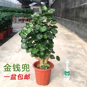 金钱兜盆栽圆叶福禄桐办公室内桌面植物高端风水财运盆景带盆栽好