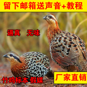 包邮公母竹鸡标本 竹鸡假媒 竹鸡假煤模型野山鸡标本 野鸡竹鸡媒