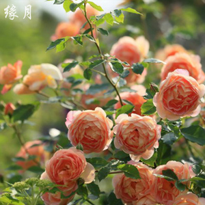 缘月月季园 真宙强香月季花大花阳台多季开花植物盆栽花卉