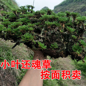 野生卷柏九死还魂草品牌店铺