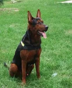 莱州红幼犬活体纯种莱州犬苏联红犬狼狗幼犬狼青幼犬看家护院犬