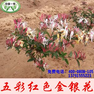 五彩红色树形金银花苗 金银花苗盆栽盆景 红金银花树苗 金银花苗