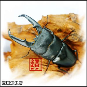 中国大扁锹 锹形虫【甲虫 成虫】5-9月出售 独角仙 【送饲养盒】