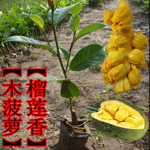 榴莲蜜果苗嫁接苗正品果树榴莲蜜苗 南方可种植 带叶发真榴莲苗苗