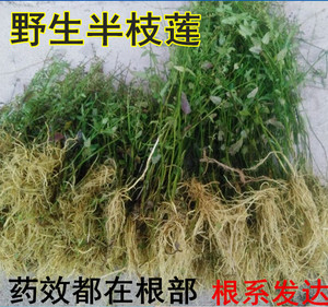 中草药新鲜野生半枝莲500g四条棱四方草并头草可配白花蛇舌草使用