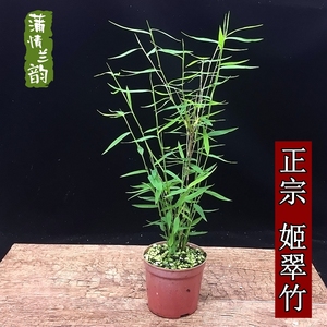 姬翠竹 绿植盆栽花卉植物室内办公室茶桌盆景日本山野草包邮