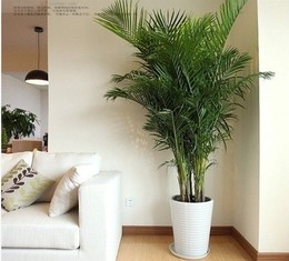大型绿植客厅办公室观叶植物 袖珍椰子凤尾竹散尾葵 室内绿植花卉