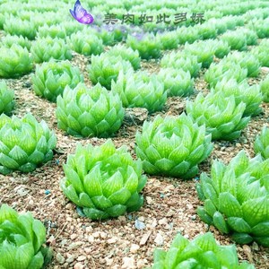 多肉植物玉露花水晶 室内的实时信息