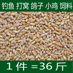 新小麦 农家小麦粒 散装小麦钓鱼打窝小鸡鸽子饲料36斤装包邮