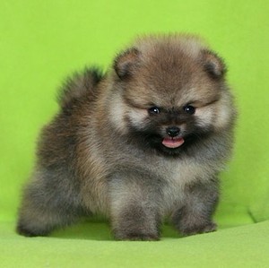 博美犬幼犬纯种活体狗狗棕色黄色博美狗狗小巧可爱聪明乖巧狐狸犬